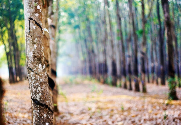 Những thân cây cao su lành lặn, không còn vết cứa mủ trong tiết trời xuân - Ảnh: Bùi Minh Đức Những thân cây cao su lành lặn, không còn vết cứa mủ trong tiết trời xuân - Ảnh: Bùi Minh Đức