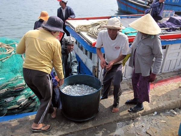 Vận chuyển cá cơm vào bờ - Ảnh: Minh Kỳ Vận chuyển cá cơm vào bờ - Ảnh: Minh Kỳ