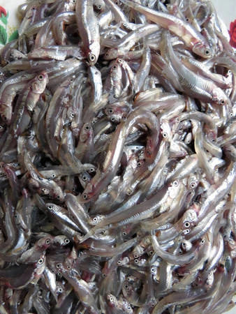 Cá cơm tươi vừa được vớt lên từ biển - Ảnh: Minh Kỳ Cá cơm tươi vừa được vớt lên từ biển - Ảnh: Minh Kỳ