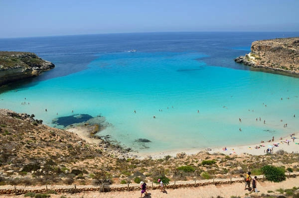 rabbit-lampedusa-italy-ivivu