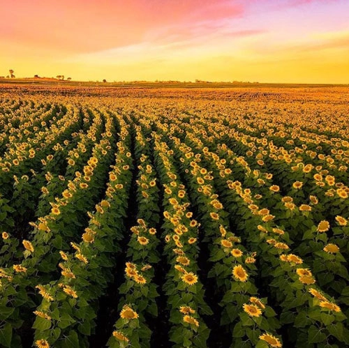 Cambooya, Sunflower Route Những tín đồ Instagram có thể thử trải nghiệm một ngày thực địa khi đến nghỉ hè tại Cambooya miền Nam Queensland. Một thảm hoa hướng dương vàng rực tựa như tranh vẽ nằm dọc khắp khu vực Cambooya, Nobby hay Felton của Sunflower Route. Thậm chí việc du khách thường xuyên đi lạc vào các khu đất, mải mê chụp ảnh đã khiến chủ các trang trại phải cắm biển cảnh báo. Ảnh: Escape Cambooya, Sunflower Route Những tín đồ Instagram có thể thử trải nghiệm một ngày thực địa khi đến nghỉ hè tại Cambooya miền Nam Queensland. Một thảm hoa hướng dương vàng rực tựa như tranh vẽ nằm dọc khắp khu vực Cambooya, Nobby hay Felton của Sunflower Route. Thậm chí việc du khách thường xuyên đi lạc vào các khu đất, mải mê chụp ảnh đã khiến chủ các trang trại phải cắm biển cảnh báo. Ảnh: Escape