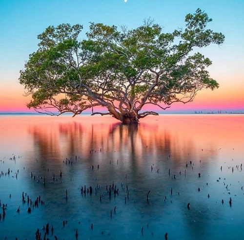 Bờ biển Nudgee, Brisbane Ở Brisbane, nếu bạn muốn tìm một nơi để ngắm hoàng hôn gần trung tâm thành phố, có lẽ không đâu lý tưởng hơn bờ biển Nudgee. Hãy kiên nhẫn chờ đợi để ngắm nhìn ánh nắng vàng rực chiếu xuống, tạo nên những sắc màu rực rỡ và hình ảnh ngoạn mục của những cây rừng ngập mặn phản chiếu từ mặt nước. Bờ biển Nudgee, Brisbane Ở Brisbane, nếu bạn muốn tìm một nơi để ngắm hoàng hôn gần trung tâm thành phố, có lẽ không đâu lý tưởng hơn bờ biển Nudgee. Hãy kiên nhẫn chờ đợi để ngắm nhìn ánh nắng vàng rực chiếu xuống, tạo nên những sắc màu rực rỡ và hình ảnh ngoạn mục của những cây rừng ngập mặn phản chiếu từ mặt nước.