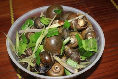 Ốc ven hồ Tây: Hà Nội có rất nhiều quán ốc ngon, tuy nhiên ăn ốc hóng gió ven hồ vẫn là một lựa chọn gây được hứng thú cho nhiều người. Những quán ốc ở đoạn đường ven hồ Tây nằm san sát nhau, bắt đầu mở hàng từ chiều đến tối muộn. Ốc, ngao, cua, ghẹ… được chế biến phong phú, bên cạnh đó còn có món nem chua rán đặc trưng của Hà Nội. Nhiều hôm đông khách, các chủ quán ở dãy phố này còn trải chiếu ở sát hồ cho khách ngồi. Ảnh: giadinh