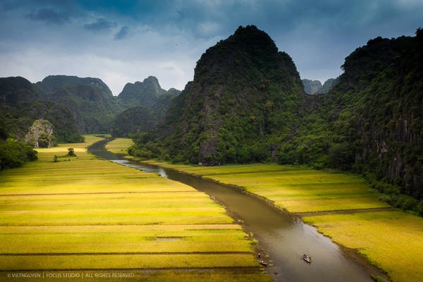 Ngô Đồng mùa lúa chín. Ảnh: Viet Nguyen