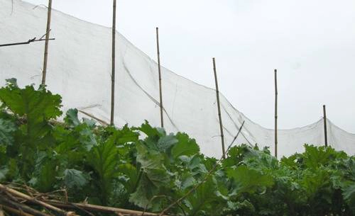 Rau cải mèo: Cải mèo lá xoăn, màu xanh sẫm, giòn và ngọt hơn cải thường. Mỗi mâm cơm của người dân phố núi Sa Pa ngoài những món thịt thì không thể thiếu đĩa rau cải mèo xào với mỡ đông, thoảng chút cay nồng của gừng tươi. Để cải không mất đi vị ngọt tự nhiên, người nấu dùng tay ngắt rau thành đoạn chứ không dùng dao cắt. Cải mèo cũng thường được dùng để ăn lẩu. Ảnh: Khánh Ly