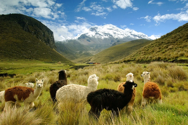 Đàn lạc đà không bướu nhởn nhơ đi dạo gần núi lửa Chimborazo, ngọn núi cao nhất ở Ecuador.