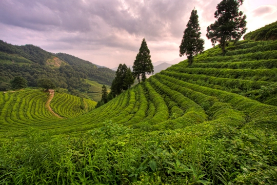 Đồng trà Boseong