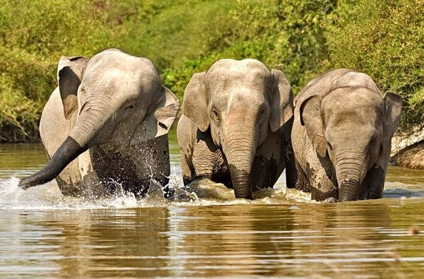 Động vật hoang dã ở Kohkong: Tại tỉnh Kohkong, tổ chức Wildlife Allience lập trạm chuyên thu nhận các loài động vật hoang dã được giải cứu từ những kẻ săn bắt trộm hoặc buôn bán trái phép. Các loài động vật này sẽ được nuôi, chăm sóc trước khi thả về tự nhiên. Du khách có thể đến đây để ngắm các loài vật và xem cuộc sống của chúng. Ảnh: Kohkong-cambodia. Động vật hoang dã ở Kohkong: Tại tỉnh Kohkong, tổ chức Wildlife Allience lập trạm chuyên thu nhận các loài động vật hoang dã được giải cứu từ những kẻ săn bắt trộm hoặc buôn bán trái phép. Các loài động vật này sẽ được nuôi, chăm sóc trước khi thả về tự nhiên. Du khách có thể đến đây để ngắm các loài vật và xem cuộc sống của chúng. Ảnh: Kohkong-cambodia.
