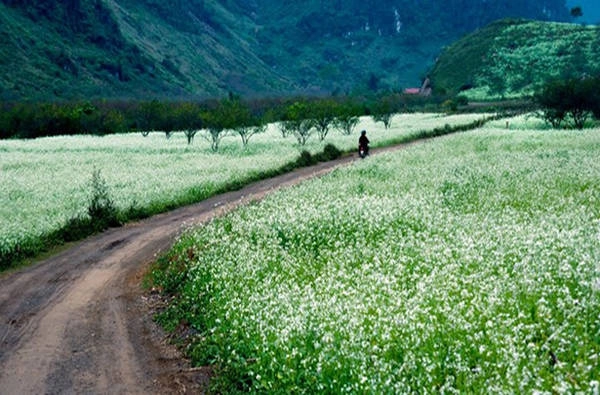 Vườn cải Ba Phách Vườn cải này cách trung tâm thị trấn khoảng 5 km, đường đi hơi khó, nhưng bù lại cải trắng ở đây rất nhiều. Khung cảnh đẹp nhất là từ tháng 11 đến dịp cận Tết bởi đây là thời điểm hoa cải nở rộ nhất và đẹp nhất ở Mộc Châu. Ảnh: Nguyễn Phạm Thành Đạt. Vườn cải Ba Phách Vườn cải này cách trung tâm thị trấn khoảng 5 km, đường đi hơi khó, nhưng bù lại cải trắng ở đây rất nhiều. Khung cảnh đẹp nhất là từ tháng 11 đến dịp cận Tết bởi đây là thời điểm hoa cải nở rộ nhất và đẹp nhất ở Mộc Châu. Ảnh: Nguyễn Phạm Thành Đạt.