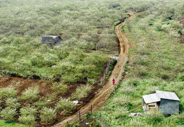 Thung lũng mận Nà Ka Nằm trên đường vào xã Tân Lập, cách thị trấn Nông trường Mộc Châu 16 km, Nà Ka được coi là thung lũng hoa mận đẹp nhất nơi đây. Hàng năm, dịp sau Tết, thung lũng được phủ một màu trắng bất tận của hoa mận. Năm nay, do thời tiết thất thường, nên hoa mận nở rải rác, không tập trung nhưng vẫn đủ làm du khách xuýt xoa trước vẻ đẹp thơ mộng của nó. Ảnh: Do Manh Hai. Thung lũng mận Nà Ka Nằm trên đường vào xã Tân Lập, cách thị trấn Nông trường Mộc Châu 16 km, Nà Ka được coi là thung lũng hoa mận đẹp nhất nơi đây. Hàng năm, dịp sau Tết, thung lũng được phủ một màu trắng bất tận của hoa mận. Năm nay, do thời tiết thất thường, nên hoa mận nở rải rác, không tập trung nhưng vẫn đủ làm du khách xuýt xoa trước vẻ đẹp thơ mộng của nó. Ảnh: Do Manh Hai.
