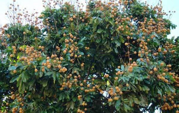 Bước vào vườn, bạn được hái những chùm nhãn thơm ngon. Ảnh: ST