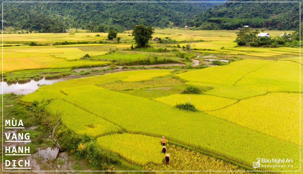 Mùa thu cũng là mùa vàng trên các xã vùng cao miền Tây Nghệ An. Đến với Hạnh Dịch (Quế Phong), du khách sẽ được ngắm nhìn những cánh đồng lúa vàng, những thửa ruộng bậc thang nằm chen mình trong khúc sông quanh co tựa như dải lụa. Cảnh mùa vàng đẹp như tranh vẽ ở Hạnh Dịch còn được ví với mùa vàng ở thung lũng Tú Lệ (Yên Bái). Ảnh: Thành Cường Mùa thu cũng là mùa vàng trên các xã vùng cao miền Tây Nghệ An. Đến với Hạnh Dịch (Quế Phong), du khách sẽ được ngắm nhìn những cánh đồng lúa vàng, những thửa ruộng bậc thang nằm chen mình trong khúc sông quanh co tựa như dải lụa. Cảnh mùa vàng đẹp như tranh vẽ ở Hạnh Dịch còn được ví với mùa vàng ở thung lũng Tú Lệ (Yên Bái). Ảnh: Thành Cường