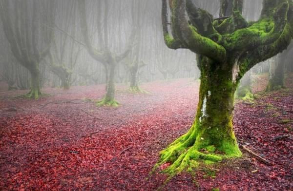 Công viên quốc gia Gorbea, xứ Basque, Tây Ban Nha