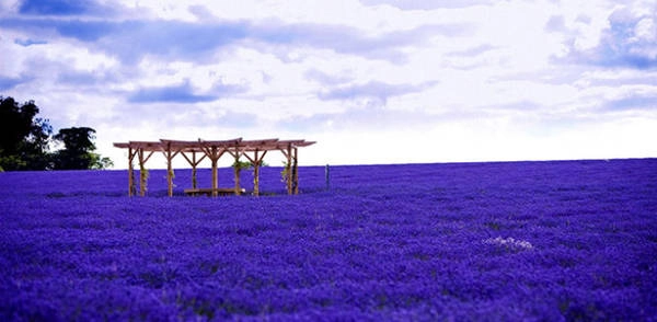 Cánh đồng hoa oải hương tím ngắt trải dài tới chân trời tại Provence - Ảnh: Purewow Cánh đồng hoa oải hương tím ngắt trải dài tới chân trời tại Provence - Ảnh: Purewow