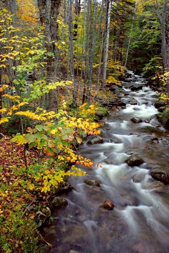 Với hơn 700.000 hecta rừng được bảo vệ, North Conway thuộc tiểu bang New Hampshire là một địa điểm ngoạn mục để ngắm mùa thu. Du khách có thể đi lang thang trên những con đường mòn núi Washington, đỉnh cao nhất ở vùng Đông Bắc, hoặc lái xe dọc theo quốc lộ Kancamagus, nơi họ sẽ thấy những điểm tham quan theo mùa.