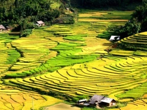 Ruộng bậc thang Sapa, Việt Nam