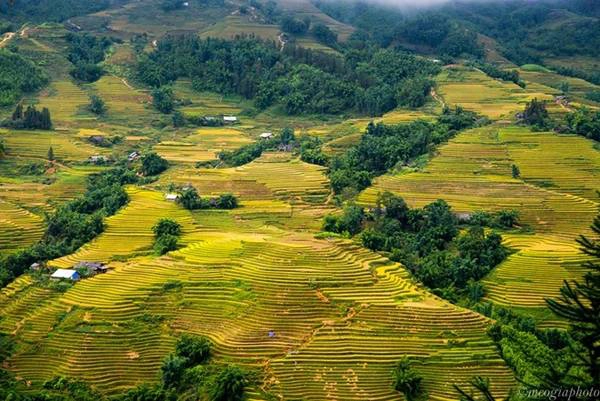 Sa Pa (Việt Nam): Tháng 9-10, thị tứ trong mây hút khách với màu vàng óng của một trong 7 ruộng bậc thang kỳ vĩ nhất thế giới từng được Travel and Leisure (Mỹ) bình chọn. Ảnh: Meogiaphoto. Sa Pa (Việt Nam): Tháng 9-10, thị tứ trong mây hút khách với màu vàng óng của một trong 7 ruộng bậc thang kỳ vĩ nhất thế giới từng được Travel and Leisure (Mỹ) bình chọn. Ảnh: Meogiaphoto.