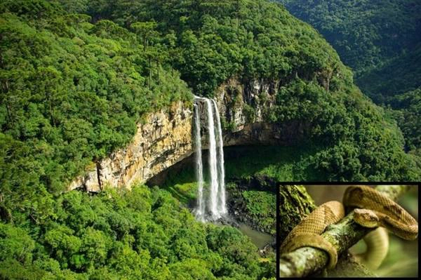 Thám hiểm đảo rắn độc ở Brazil: Ilha da Queimada Grande, hay còn gọi là đảo rắn, nằm ngoài khơi Sao Paulo, với diện tích 430.000 m2 và hơn 4.000 cá thể rắn hổ lục đầu vàng. Đây là một trong những loài rắn độc nhất thế giới, nhưng là loài đang bị đe dọa do hòn đảo là nơi sinh sống duy nhất của chúng. Ảnh: The Richest.
