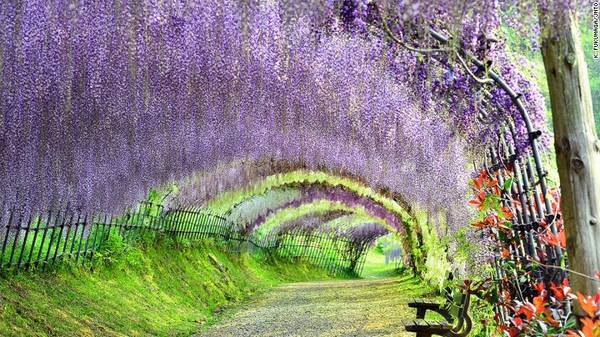 Kyushu, Nhật Bản: Nằm ở phía tây nam Nhật Bản, đảo Kyushu có vườn Kawachi Fuji nổi tiếng với dàn hoa tử đằng tuyệt đẹp. Artisans of Leisure cung cấp tour mới cho năm 2016, với các điểm tham quan nổi bật của đảo như Fukuoka, Nagasaki, Kumamoto, Yufuin và Beppu. Kyushu, Nhật Bản: Nằm ở phía tây nam Nhật Bản, đảo Kyushu có vườn Kawachi Fuji nổi tiếng với dàn hoa tử đằng tuyệt đẹp. Artisans of Leisure cung cấp tour mới cho năm 2016, với các điểm tham quan nổi bật của đảo như Fukuoka, Nagasaki, Kumamoto, Yufuin và Beppu.