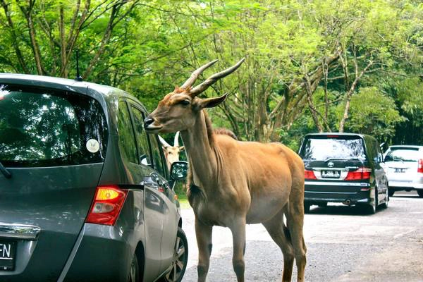 Công viên Safari là công viên duy nhất ở Jakarta mà bạn có thể nhìn thấy các con vật đi lại tự do trong công viên. Ảnh: Endthismystery.blogspot.com Công viên Safari là công viên duy nhất ở Jakarta mà bạn có thể nhìn thấy các con vật đi lại tự do trong công viên. Ảnh: Endthismystery.blogspot.com