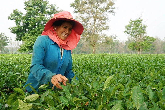 Đồi chè ở Biển Hồ  Đồi chè được trồng từ những năm 1920 ở huyện Chư Pah, cách trung tâm thành phố Pleiku khoảng 13 km. Do nằm ở phía bờ bắc của Biển Hồ (hồ T'Nưng), nơi này còn được biết đến với tên gọi Biển Hồ Chè. Đây là đồn điền chè đầu tiên của người Pháp ở Gia Lai. Theo con đường đất đỏ dẫn vào, bạn có thể ngửi thấy mùi lá chè thoang thoảng trong gió. Thời gian thích hợp để ghé thăm nơi này là sáng sớm, khi sương mai còn đọng trên cây cỏ dưới ánh bình minh.