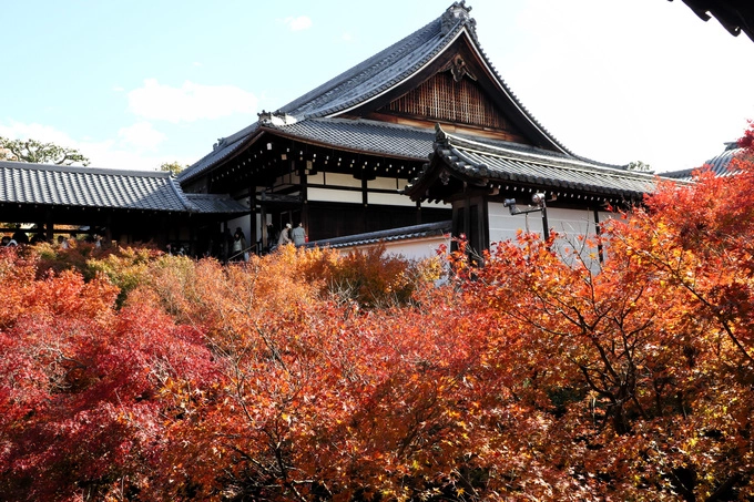 Đền Tofukuji, Kyoto Cố đô Kyoto được mệnh danh là điểm ngắm lá đỏ đẹp nhất Nhật Bản vào mùa thu. Trong đó đền Tofukuji là một trong số những ngôi đền có cảnh quan cuốn hút nhất với hơn 20.000 m2 vườn rợp bóng cây. Du khách tới đây thường chọn cây cầu Tsutenkyo để ngắm cảnh và chụp ảnh. Thời gian đẹp nhất là cuối tháng 11. Đền Tofukuji, Kyoto Cố đô Kyoto được mệnh danh là điểm ngắm lá đỏ đẹp nhất Nhật Bản vào mùa thu. Trong đó đền Tofukuji là một trong số những ngôi đền có cảnh quan cuốn hút nhất với hơn 20.000 m2 vườn rợp bóng cây. Du khách tới đây thường chọn cây cầu Tsutenkyo để ngắm cảnh và chụp ảnh. Thời gian đẹp nhất là cuối tháng 11.