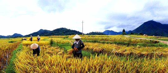 Mùa gặt - iVIVU.com