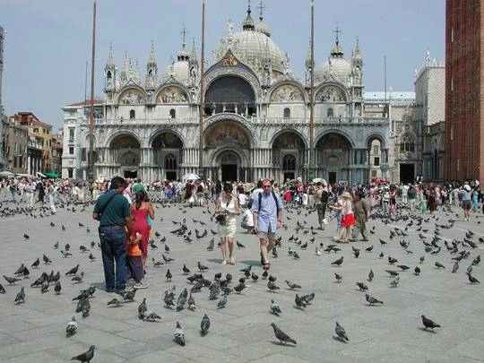 Cho bồ câu ăn ở quảng trường St. Mark, Venice, Ý là phạm pháp