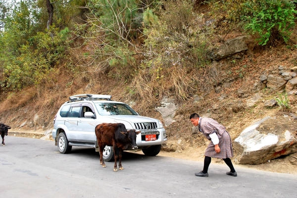 4. Sát sinh ở Bhutan là phạm pháp: Nhưng bạn vẫn có thể ăn thịt ở đây. Thịt được mổ xẻ sẵn và nhập khẩu từ Ấn Độ. 40% dân số Bhutan ăn chay. Chính phủ từng nhắc tới khả năng cấm hẳn việc ăn thịt ở Bhutan trong tương lai. Ảnh: Blondebrunettetravel. 4. Sát sinh ở Bhutan là phạm pháp: Nhưng bạn vẫn có thể ăn thịt ở đây. Thịt được mổ xẻ sẵn và nhập khẩu từ Ấn Độ. 40% dân số Bhutan ăn chay. Chính phủ từng nhắc tới khả năng cấm hẳn việc ăn thịt ở Bhutan trong tương lai. Ảnh: Blondebrunettetravel.