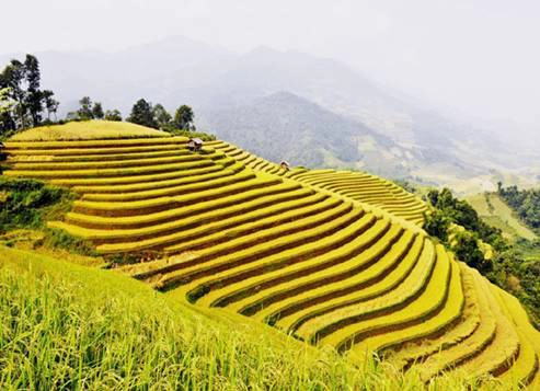 Du lịch Sa Pa - Ruộng bậc thang mùa lúa chín, những nấc thang dẫn lên trời.