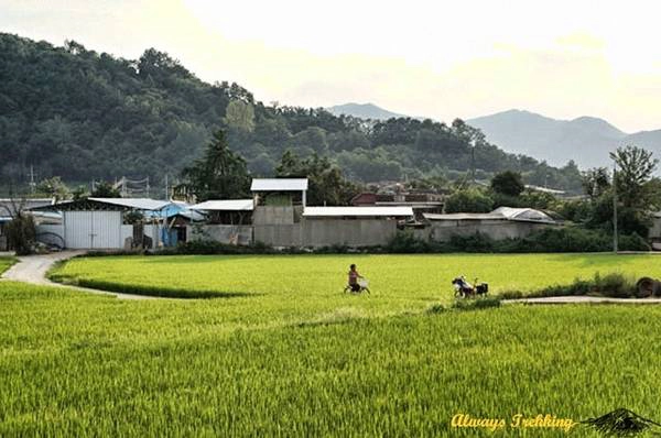 Du lich Han Quoc - Chạy xe dọc Hàn Quốc