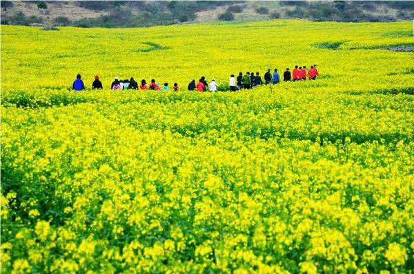 Hoa cải: Ở Hàn Quốc, mùa xuân đến sớm nhất tại đảo Jeju. Cứ vào cuối tháng 2, cảnh quan Jeju lại được điểm xuyết bởi màu vàng tươi của những bông hoa cải dầu đang độ nở rộ. Đến thời điểm lễ hội hoa cải Jeju diễn ra vào tháng 4, toàn bộ hòn đảo tràn ngập sắc hoa vàng rực rỡ và nở rộ xuyên suốt mùa xuân. Ảnh: Koreatravel Hoa cải: Ở Hàn Quốc, mùa xuân đến sớm nhất tại đảo Jeju. Cứ vào cuối tháng 2, cảnh quan Jeju lại được điểm xuyết bởi màu vàng tươi của những bông hoa cải dầu đang độ nở rộ. Đến thời điểm lễ hội hoa cải Jeju diễn ra vào tháng 4, toàn bộ hòn đảo tràn ngập sắc hoa vàng rực rỡ và nở rộ xuyên suốt mùa xuân. Ảnh: Koreatravel