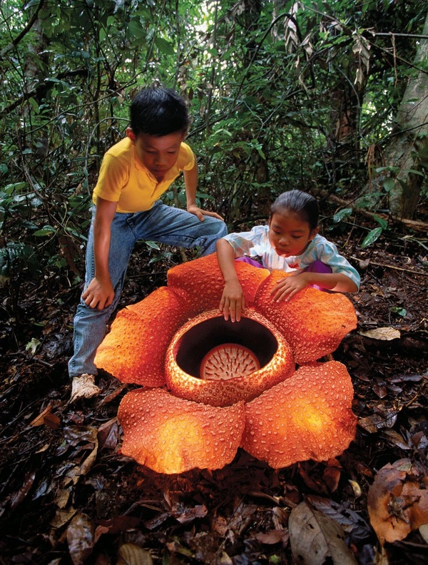 Loài thực vật nổi tiếng nhất của Malaysia là rafflesia, bông hoa lớn nhất trên thế giới. Hoa không có rễ, thân hay lá, mà chỉ mọc ký sinh bên trong những cây bò trên mặt đất. Khi nở, bông hoa tỏa ra mùi hôi thối thu hút ruồi, do đó nó còn có biệt danh là "hoa xác chết". Ảnh: Pinterest. Loài thực vật nổi tiếng nhất của Malaysia là rafflesia, bông hoa lớn nhất trên thế giới. Hoa không có rễ, thân hay lá, mà chỉ mọc ký sinh bên trong những cây bò trên mặt đất. Khi nở, bông hoa tỏa ra mùi hôi thối thu hút ruồi, do đó nó còn có biệt danh là "hoa xác chết". Ảnh: Pinterest.