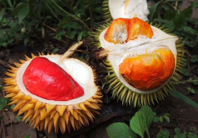 Sầu riêng được mệnh danh là "vua trái cây" ở Malaysia với vị thơm ngon hơn hẳn các nước khác. Quốc gia này còn sở hữu sầu riêng ruột đỏ đặc trưng hiếm thấy. Tuy nhiên, do khá "nặng mùi", loại quả này thường bị cấm tại các khách sạn lớn và vận chuyển theo đường hàng không. Ảnh: Under The Angsana Tree. Sầu riêng được mệnh danh là "vua trái cây" ở Malaysia với vị thơm ngon hơn hẳn các nước khác. Quốc gia này còn sở hữu sầu riêng ruột đỏ đặc trưng hiếm thấy. Tuy nhiên, do khá "nặng mùi", loại quả này thường bị cấm tại các khách sạn lớn và vận chuyển theo đường hàng không. Ảnh: Under The Angsana Tree.