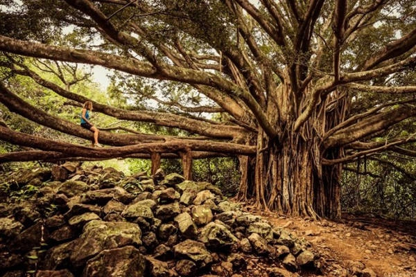 Đây là một trong những con đường leo núi có nhiều phong cảnh kỳ vĩ nhất tại Hawaii với thác Mkahiku, rừng tre và thung lũng trong lòng núi.