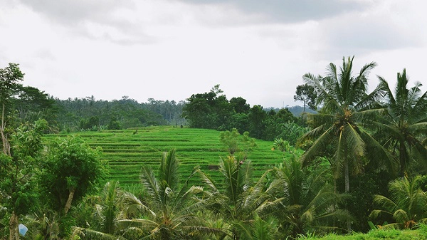 Không chỉ là trung tâm văn hóa của Bali, Ubud còn hấp dẫn khách bởi các hoạt động ngoài trời, thiên nhiên hoang sơ. Nổi bật nhất ở Ubud là ruộng bậc thang, được bao quanh bởi những hàng dừa xanh rì, tạo sự lạ mắt. Không chỉ là trung tâm văn hóa của Bali, Ubud còn hấp dẫn khách bởi các hoạt động ngoài trời, thiên nhiên hoang sơ. Nổi bật nhất ở Ubud là ruộng bậc thang, được bao quanh bởi những hàng dừa xanh rì, tạo sự lạ mắt.