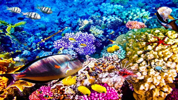 Australia: Di sản thế giới Great Barrier Reef - hệ sinh thái rạn san hô lớn nhất thế giới - là nơi cư trú của 1.625 loài cá. Nếu có thể, hãy ở lại vài ngày trên đảo Lizard, nơi có các điểm lặn nổi tiếng như Cod Hole và 24 bãi biển hẻo lánh. Đến Cairns, bạn có thể đi tàu trên tuyến đường sắt Kuranda Scenic Railway xuyên qua những đường hầm và rừng mưa cổ. Đi cáp treo Skyrail Rainforest Cableway, bạn sẽ được chiêm ngưỡng quang cảnh Khu di sản thế giới Wet Tropics. Ảnh: Business Insider.