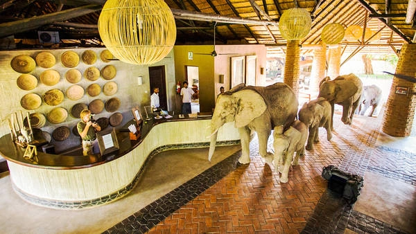 Zambia: Tháng 5 đến tháng 11 hàng năm, động vật hoang dã của Zambia lại đổ về những khúc sông và hồ nước. Nếu đến đây vào tháng 11, hãy ngụ tại khách sạn Mfuwe Lodge để tận mắt chứng kiến cảnh tượng kỳ thú: đàn voi đủng đỉnh diễu qua quầy lễ tân tiến ra vườn ăn xoài chín. Từ tháng 11 đến tháng 12, đàn dơi ăn quả châu Phi trên đường di cư sẽ đáp xuống một góc tại công viên quốc gia Kasanka. Ngoài ra, hãy thử đến thăm thác Victoria và thử cảm giác mạo hiểm khi bơi ở mép thác, việc bạn chỉ có thể làm trong những tháng khô ráo. Ảnh: Natural World Safaris.