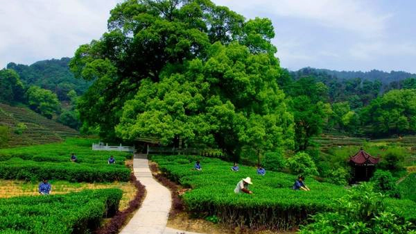 Ngôi làng trồng trà ở Hàng Châu. Ảnh:lifestyleasia.com Ngôi làng trồng trà ở Hàng Châu. Ảnh:lifestyleasia.com