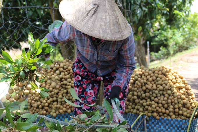 Tham quan vườn trái cây  Vườn trái cây Cái Mơn, Chợ Lách hay ở Tân Phú, Châu Thành trồng rất nhiều những loại ăn quả như: sầu riêng, chôm chôm, nhãn, măng cụt... Mùa nào thức ấy nên du khách đi bất cứ thời gian nào trong năm cũng có thể ghé những địa chỉ trên để vừa tham quan, vừa được tự tay mình hái và thưởng thức.