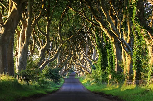 Hàng cây hắc ám (Dark Hedges)