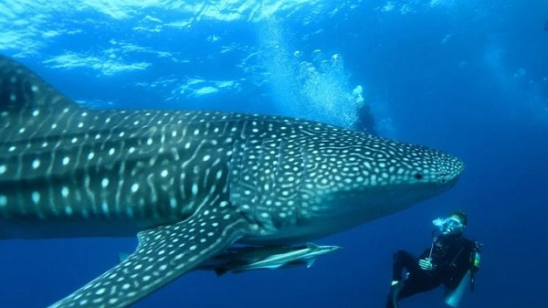 Bơi cùng cá mập voi ở Maldives  Những con cá mập voi sống rất nhiều ở vùng biển ngoài khơi Maldives, khu vực quần đảo South Ari. Các chuyên gia địa phương sẽ chính là người hướng dẫn du khách trong những chuyến khám phá này, bắt đầu từ khu nghỉ dưỡng đảo Mirihi trên con thuyền gỗ dài 17 m. Ảnh: Mirihiisland.