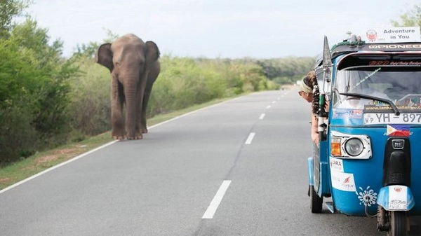 Ngồi xe tuk tuk khám phá Sri Lanka  Một chuyến đi nghe đơn giản nhưng cũng thử thách không kém với 10 ngày phiêu lưu ở Sri Lanka. Du khách sẽ tự mình khám phá ra những địa điểm thú vị, thu thập được nhiều thông tin hữu ích từ dân địa phương. Ảnh: Largeminority.