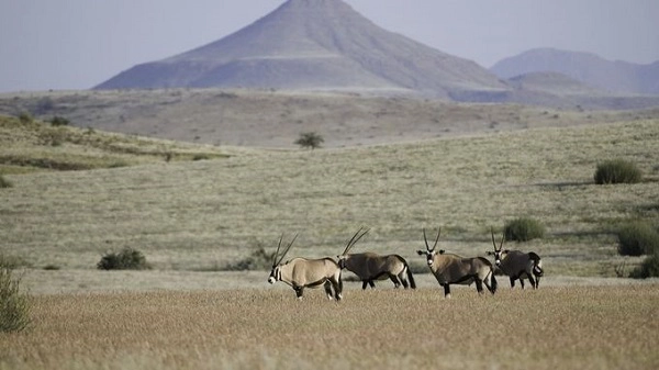 Trekking tìm tê giác ở Namibia  Cùng với các chuyên gia từ tổ chức "Bảo vệ tê giác", du khách sẽ bắt đầu hành trình từ trước khi mặt trời mọc ở khu cắm trại tê giác nằm tại vùng hoang mạc rộng lớn của Namibia. Chuyến đi cho du khách trải nghiệm khám phá tự nhiên, tìm hiểu về các loài động thực vật đang bị đe dọa. Ảnh: Desert Rhino Camp.