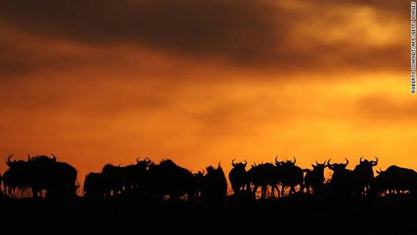 2. Khu bảo tồn Quốc gia Maasai Mara, Kenya Hai từ “tuyệt vời” hoàn toàn phù hợp để chỉ cảnh hoàng hôn ở khu bảo tồn Quốc gia Maasai Mara. Vào thời điểm mặt trời lặn, cả thảo nguyên rộng lớn như chuyển sang một màu đỏ.  Thời gian tốt nhất để đến tham quan Maasai Mara là từ tháng 7 – tháng 10. Đây là khoảng thời gian mà ngựa văn, linh dương Thomson, linh dương đầu bò di cư từ Mara đến Serengeti. Du khách có thể nghỉ ngơi trong nhà nghỉ hoặc lều có sẵn ở khu bảo tồn.  Di chuyển: mất khoảng 45 phút để bay từ Nairobi đến Maasai Mara. 