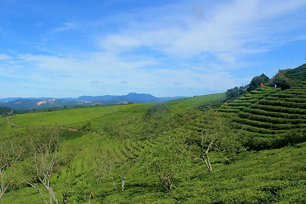 Đến đồi chè Cầu Đất để cảm nhận không khí trong lành của vùng đất cao nguyên. Ảnh: Xuân Lộc. Đến đồi chè Cầu Đất để cảm nhận không khí trong lành của vùng đất cao nguyên. Ảnh: Xuân Lộc.