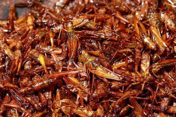 grasshopper fried