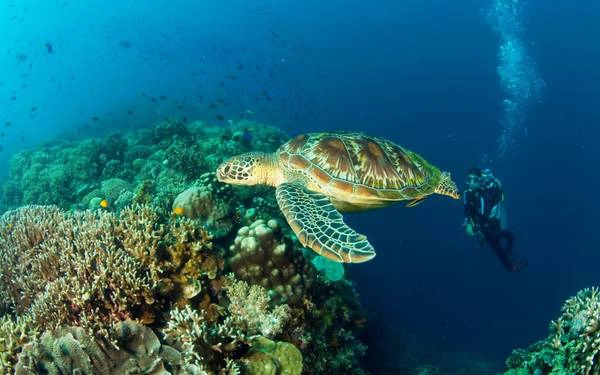 Nằm trên biển Sulu, Palawan của Philippines, công viên nổi tiếng Tubbataha Reef Marine được biết đến là một khu bảo tồn các loài sinh vật biển rất đa dạng. Nằm trên biển Sulu, Palawan của Philippines, công viên nổi tiếng Tubbataha Reef Marine được biết đến là một khu bảo tồn các loài sinh vật biển rất đa dạng.