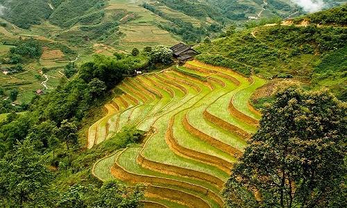 Ruộng bậc thang Sapa.