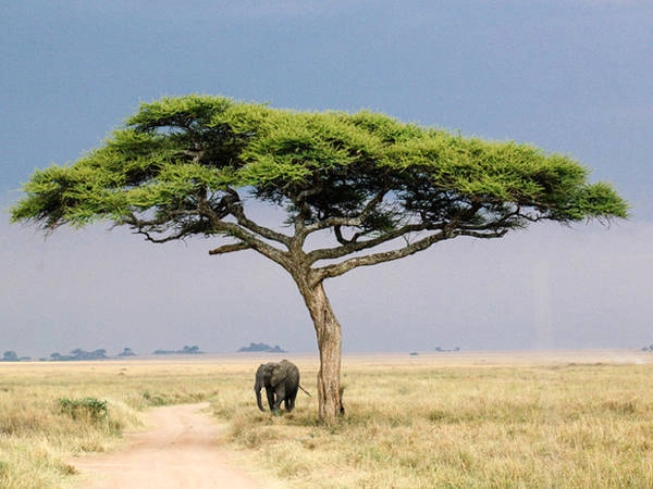 Serengeti có cánh đồng cỏ trải dài tới tận chân trời, sư tử, báo, tê giác, trâu rừng và voi ở khắp nơi. 14-cong-vien-quoc-gia-hung-vi-nhat-the-gioi-ivivu-13